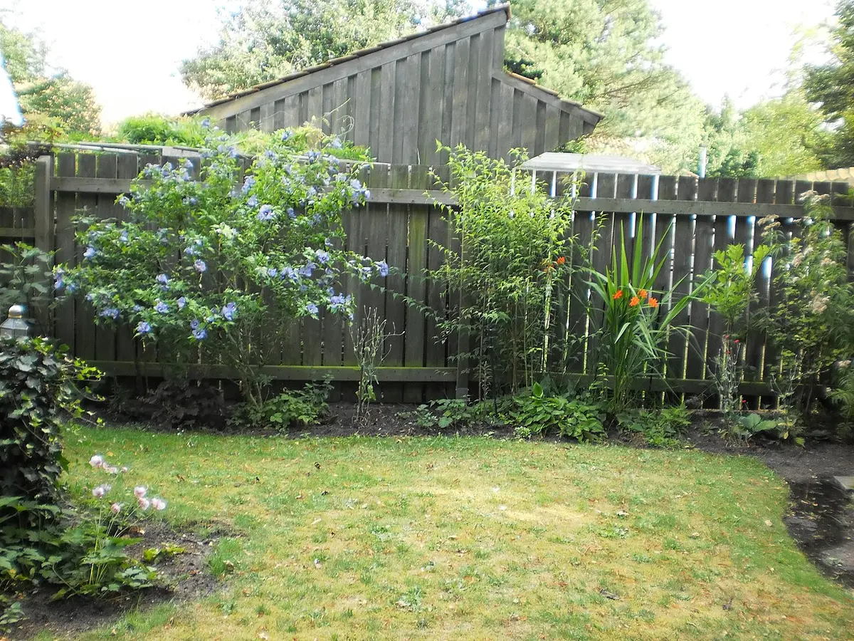 A leafy rose of Sharon shrub in a garden covered with blue-lavender flowers.