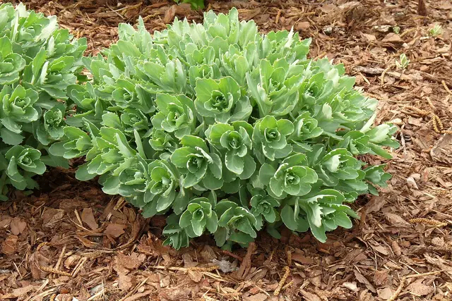 Mound of fleshy blue-green succulent leaves, the plant that produces flat pink flower heads in fall.