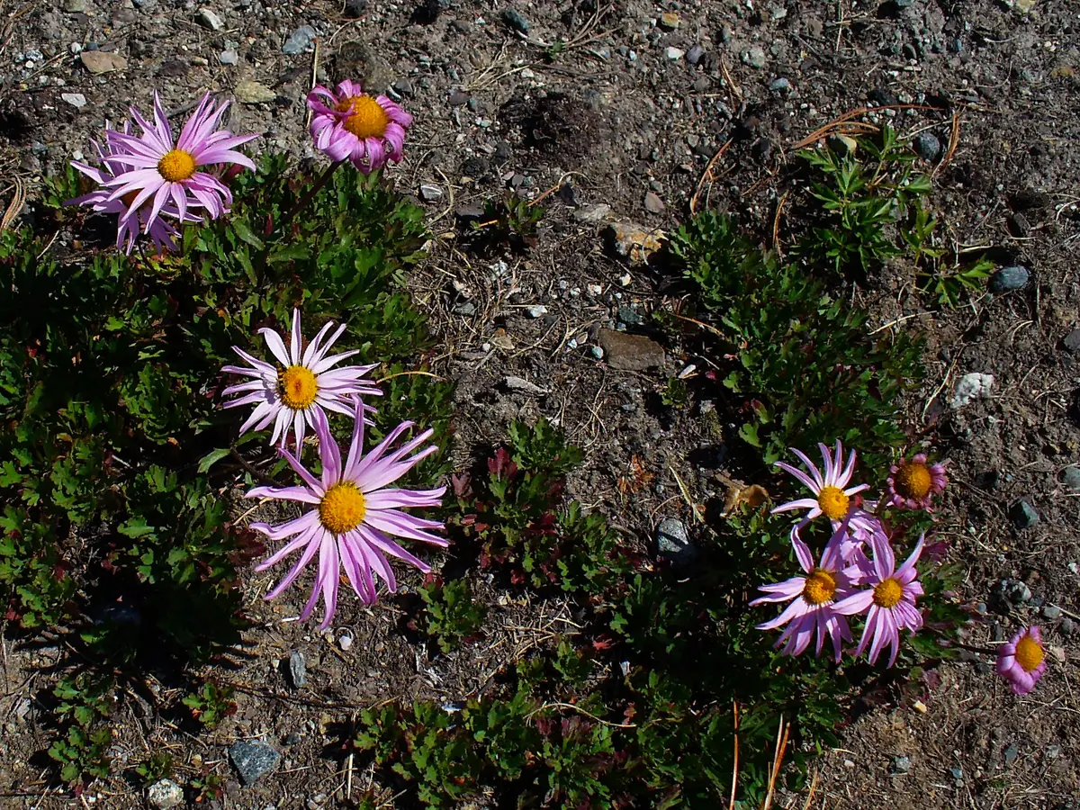Low mounding foliage covered in simple white daisy flowers with yellow centers.