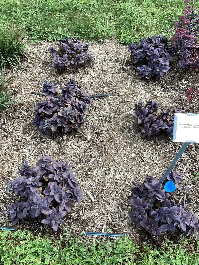 A cluster of Sedum 'Mojave Jewels Sapphire' rosettes with smoky sapphire-purple succulent foliage growing in a mulched trial bed, with a plant ID tag reading 'Sedum Mojave Jewels Sapphire PPAF'.