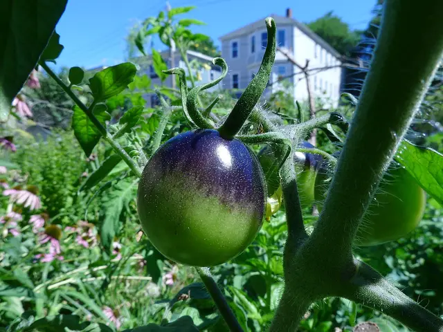 Cluster of dusky purple cherry tomatoes with metallic green striping on the vine.