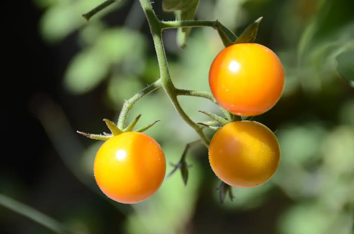 A truss of small yellow-orange cherry tomatoes ripening on the vine.