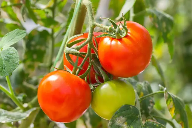 Tomatoes ripening on the vine on a leafy plant (representative photo).