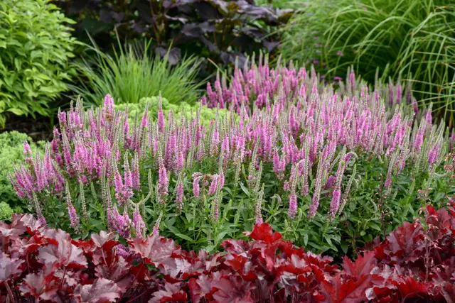 A mass planting of Veronica 'Pink Potion' with abundant upright pink-purple flower spikes in a mixed garden bed, with dark red heuchera foliage in the foreground.