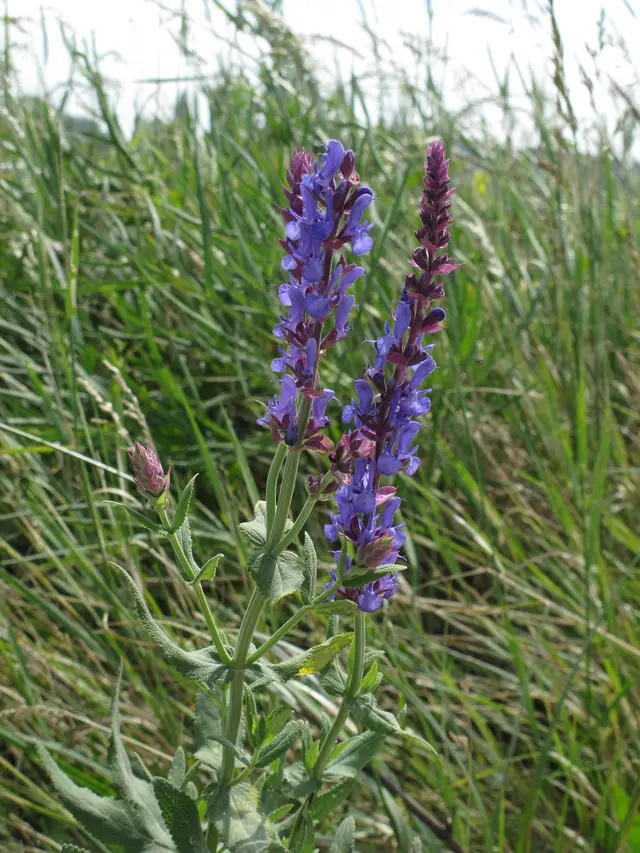 Dense stand of Salvia nemorosa with upright spikes of violet-blue flowers.