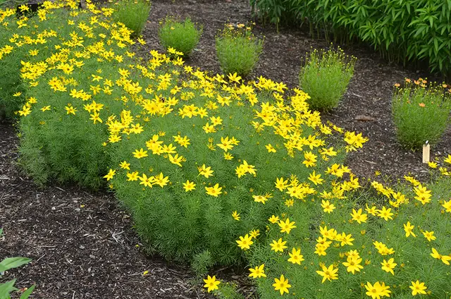 A wide bed of threadleaf tickseed covered in masses of small golden-yellow daisy-like flowers above airy green foliage.