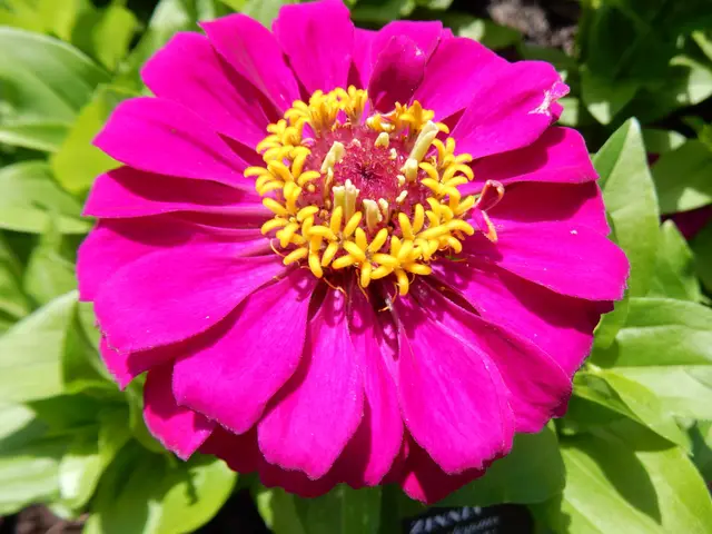 A large fully double purple zinnia flower with a bright yellow center, surrounded by bright green leaves.